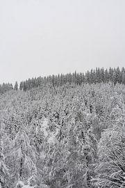 Verschneiter Kiefernwald – Hoge Venen, Belgien von Britta Lahaye