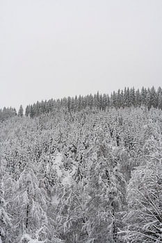 Snow-covered pine forest – Hoge Venen, Belgium