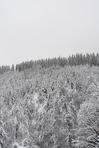 Forêt de pins enneigée - Hautes Fagnes, Belgique