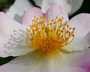 Detail van een bloeiende botanische roos van Wim vd Neut