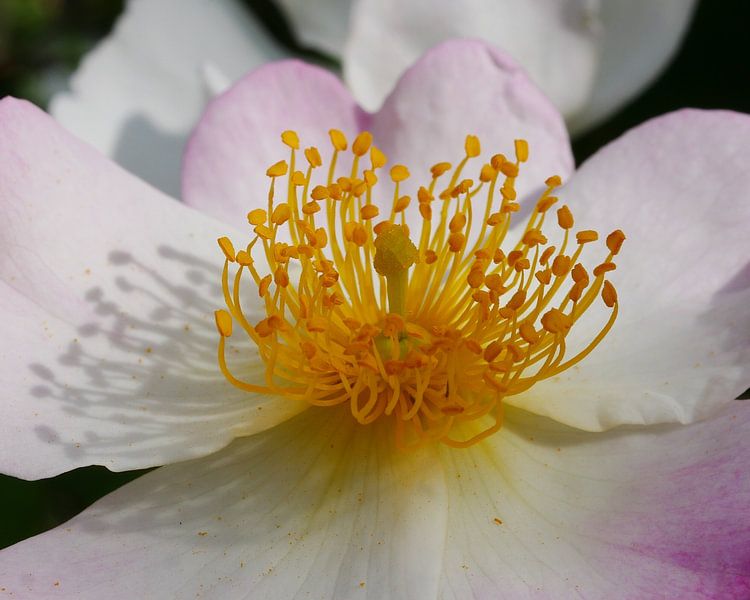 Detail einer blühenden botanischen Rose von Wim vd Neut
