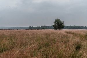 Arbre solitaire sur le Hoge Veluwe (0154)
