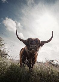 Schottischer Highlander von Karel Ton