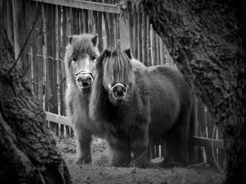 Ponys auf der Wiese (schwarz und weiß) von Maickel Dedeken