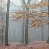 Le hêtre européen dans la forêt d'automne sur Dick Doorduin