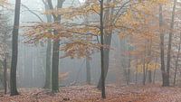 Beuk in herfstbos van Dick Doorduin thumbnail