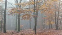 European beech in autumn forest