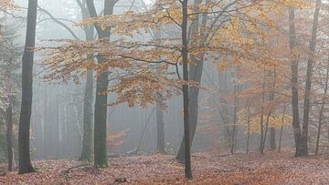 Beuk in herfstbos van Dick Doorduin