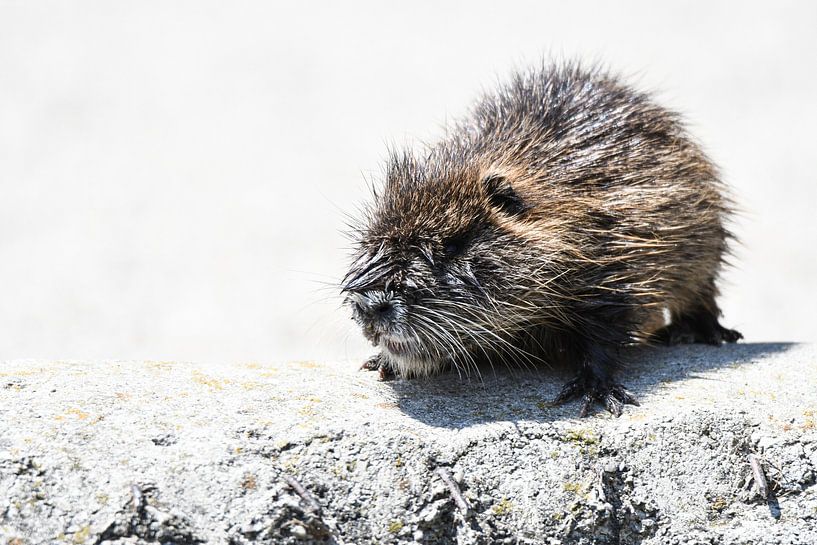 Nutria Baby sur fond blanc, pelucheux et câlin par Robert Styppa