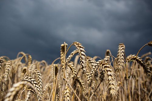 Thunderstorm at grain in sunlight