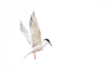 Common tern in flight by Danny Slijfer Natuurfotografie