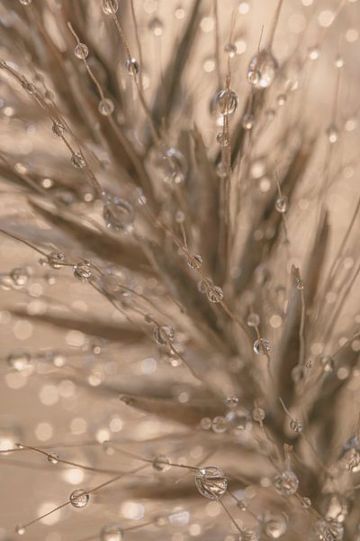 Drops on grass spikes in grey - taupe and beige shades by Marjolijn van den Berg