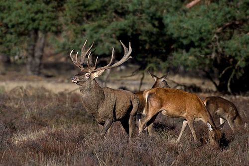Red deer