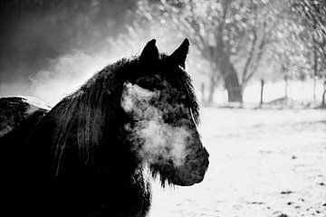 Winterpaard van it's a Boone thing