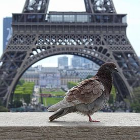 Eiffeltoren  van David Spaans