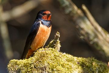 Barn swallow on a tree stump by Arjan van de Logt