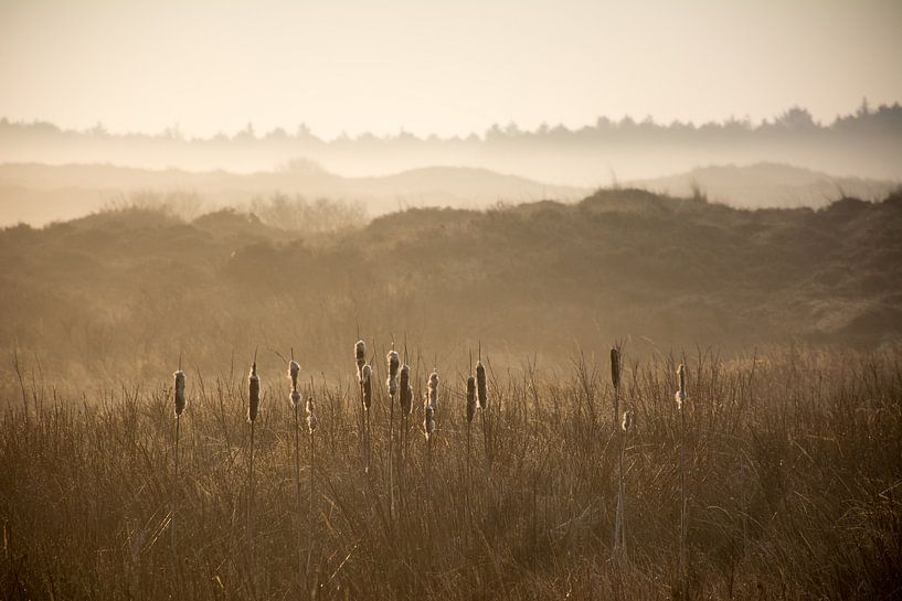 Duinlandschap von Mark Scholten