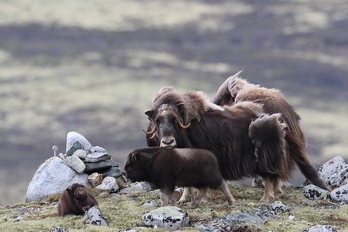 Boeuf musqué dans le parc national de Dovrefjell, dans son habitat naturel, Norvège.