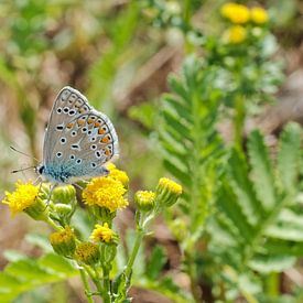 Bleu Icare sur Maarten Kerkhof