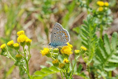Ikarusblau