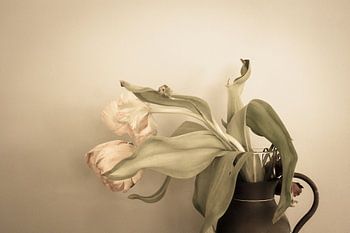 Tulips, brownish, classic, series, tranquil, transience