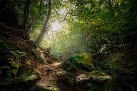 Atmosphärischer Wald