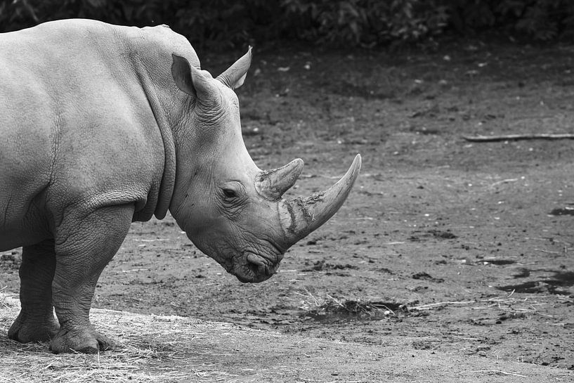 Witte neushoorn van Vinanda Voncken