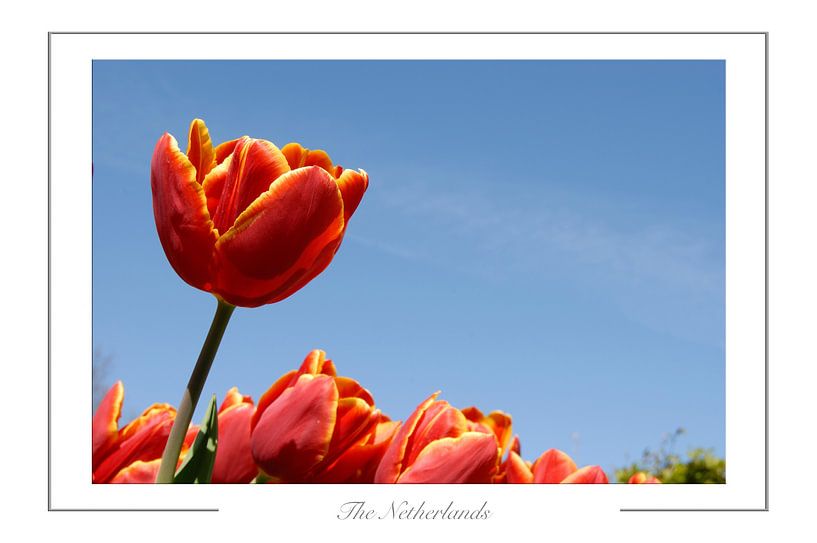 Tulip by Richard Wareham