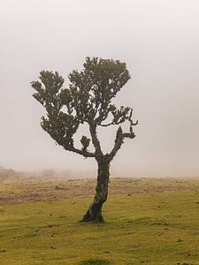 Left Wing Tree