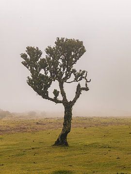 Arbre de l'aile gauche sur Michael Schulz-Dostal