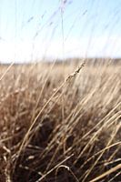 Pampas grass / grain on the heath