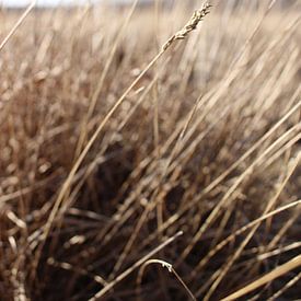 Pampasgras / Getreide auf der Heide von Janneke Koehorst