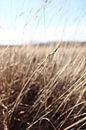 Pampasgras / Getreide auf der Heide von Janneke Koehorst Miniaturansicht