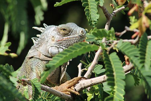 Petit dragon dans l'arbre à la recherche de fleurs