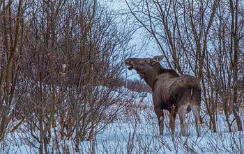 Elan en train de se nourrir - Moment de silence dans la nature sauvage nordique