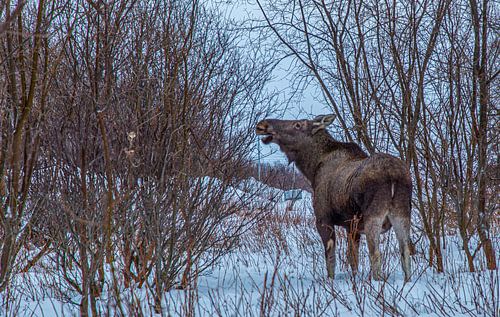 Eland voeren - Een rustig moment in de Scandinavische wildernis
