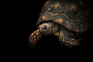 Schildpad von Patrick Scholte