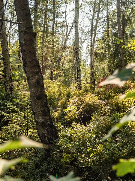 Lampertstein, Sächsische Schweiz - Wald nahe der Schneebergaussicht von Pixelwerk