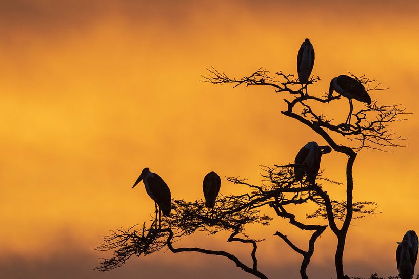 LP 71322194 Marabou-eared sitting on a tree at sunrise by BeeldigBeeld Food & Lifestyle