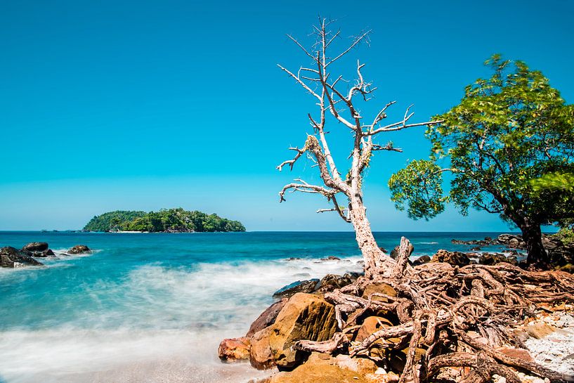 Tree in the surf by Corrine Ponsen