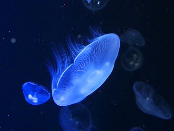 Quallen im Wasser 7 von Jörg Hausmann