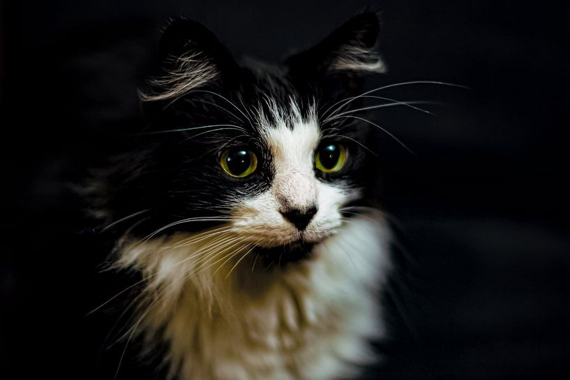 A cat named EYES by Truckpowerr