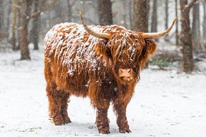 Porträt eines schottischen Hochlandrindes im Schnee