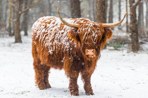 Schotse hooglander in de sneeuw