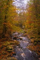 Automne dans les Ardennes