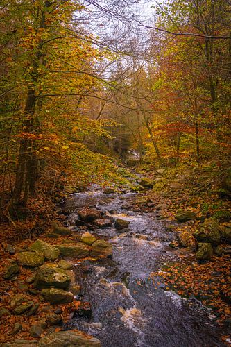 Autumn in the Ardennes