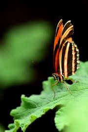 Lekker veel contrast by Kiki Schraa