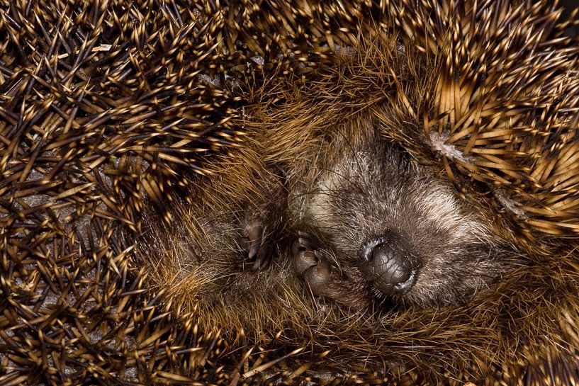 Schlafender Europäischer Igel von Beschermingswerk voor aan uw muur