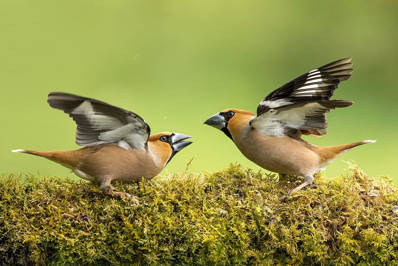 Squabbling Grosbeaks van Thomas Herzog
