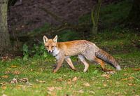 Little fox in the woods.